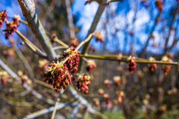 
spring nature, flowering, early spring, nature, tree branches