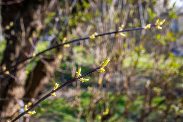 
spring nature, flowering, early spring, nature, tree branches