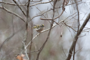 Golden-Crowned Kinglet