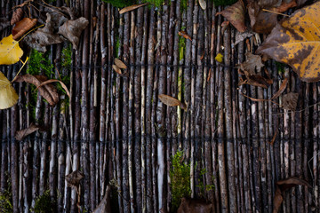 Autumn colored leaves and green moss