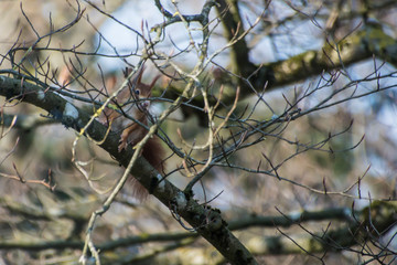 Eichhörnchen