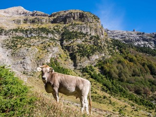 Young alpine cow in the area of 
