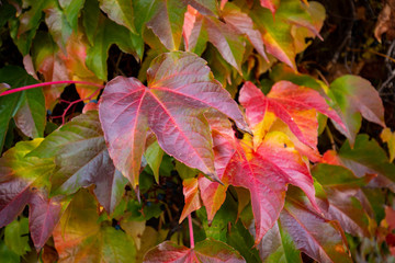 Colorful autumn three-leaf creeper
