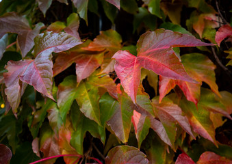 Colorful autumn three-leaf creeper