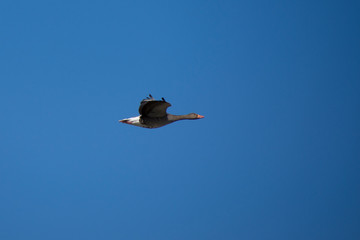 Vogel
