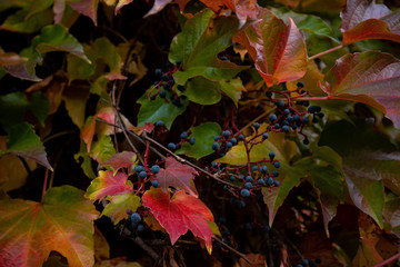 Colorful autumn three-leaf creeper