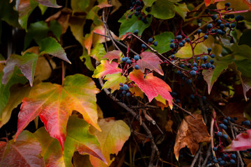 Colorful autumn three-leaf creeper
