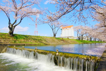 Obraz premium 五条川 桜