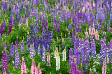 Lupin flower during springtime at Lake side of Tekapo, New Zealand. In cloudy day.