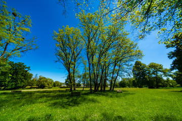 Grass and trees in the summer park in the early morning