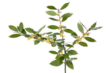 Naklejka premium Flowering twig of bay laurel close up