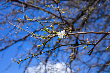 
spring nature, flowering, early spring, nature, tree branches