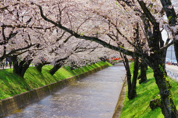 五条川　桜