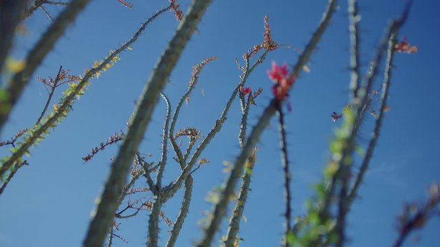 Sunny medium of Ocotillo desert plant, foregrounding a clear blue sky.
