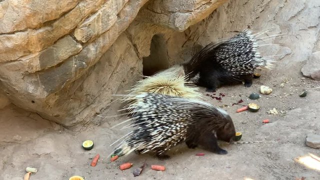 Porcupine feeding on various vegetables