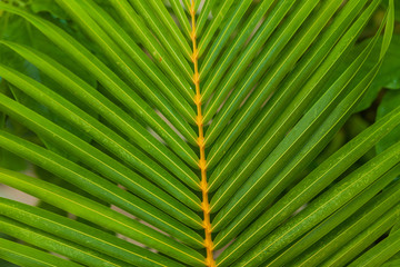 Green palm leaf. Background texture