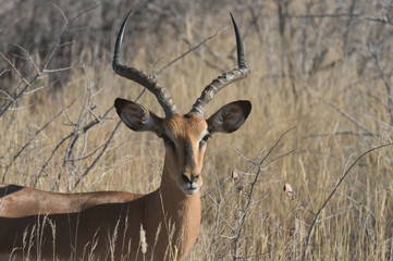 antilope africana
