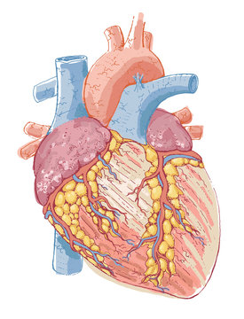 Human heart anatomy drawing - detailed colored illustration - human organ 
