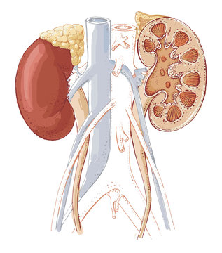 Human Kidney Anatomy - Detailed Colored Illustration - Human Organ Drawing- Endocrine System