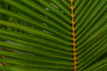 Green palm leaf. Background texture
