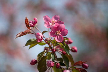 Apple tree pink flower blossoming in spring time, floral background. Closeup flowering branch of...