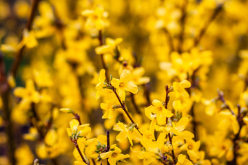 
spring nature, flowering, early spring, nature, tree branches