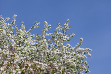 Apple tree white  flower blossoming in spring time, floral background. Flowering branch of apple tree