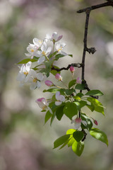 Apple tree white  flower blossoming in spring time, floral background. Closeup flowering branch of apple tree