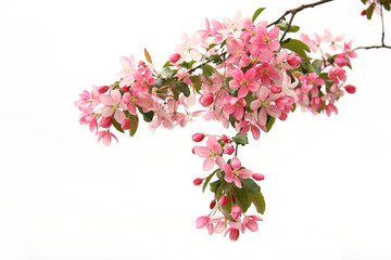 Fototapeta na wymiar Apple tree pink flower blossoming in spring time, floral background. Closeup flowering branch of apple tree on white isolated background