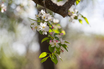 Apple tree white  flower blossoming in spring time, floral background. Closeup flowering branch of apple tree
