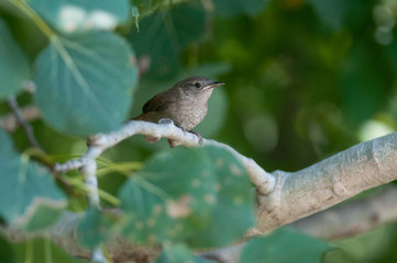 House Wren