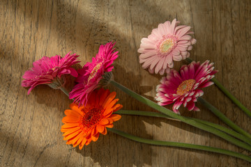 pink gerber flowers