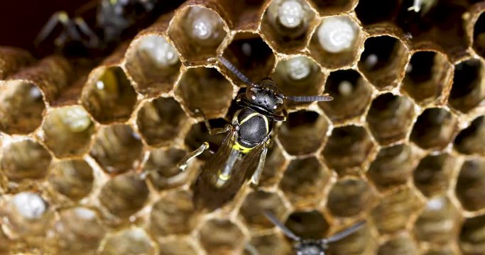 Close up of a fixed wasp in a wasps' nest of polybia paulista with larves. Closeup video with a wasp moving in background