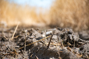 Swamp, swampy mud, dead grass in the swamp.