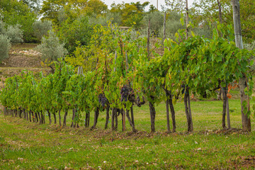 vineyard with red grapes, close view, Tuscany, Italy