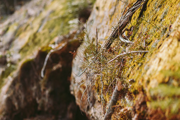 Spring forest, mountains, macro, lake, rocks