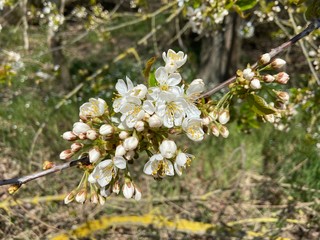 white flowers in the garden