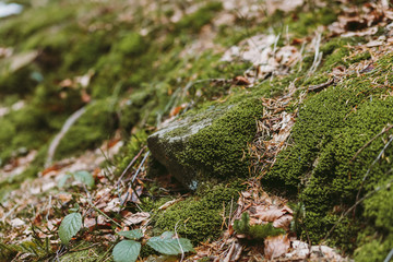 Spring forest, mountains, macro, lake, rocks