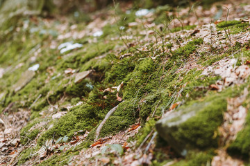 Spring forest, mountains, macro, lake, rocks