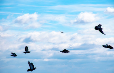Birds flying in the sky, a flock of pigeons soar in the sky.	

