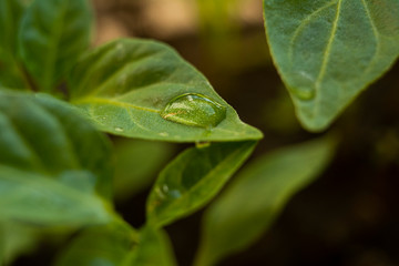 textured light green leaf with transparent drops of water closeup