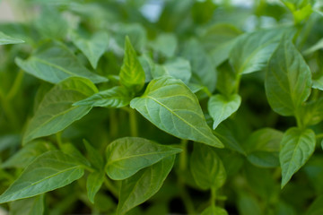 Fototapeta na wymiar plant seedlings or green houseplants close up in daylight macro photography