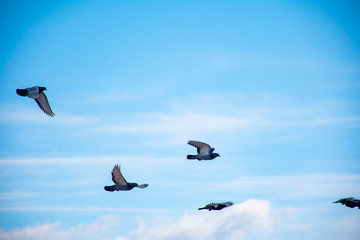 Birds flying in the sky, a flock of pigeons soar in the sky.	

