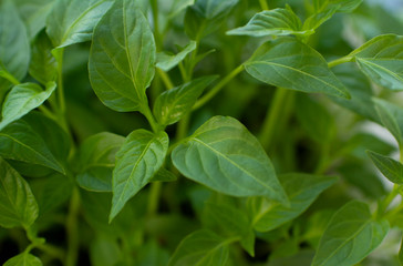 plant seedlings or green houseplants close up in daylight macro photography