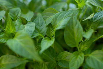 plant seedlings or green houseplants close up in daylight macro photography