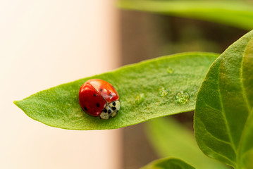 close-up of a red ladybug on a green plant