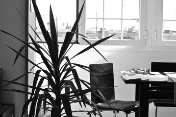 interior con planta, sillas y mesa