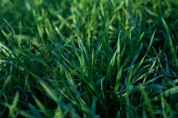 Obraz premium bright green field of short grass, lawn, young wheat for background