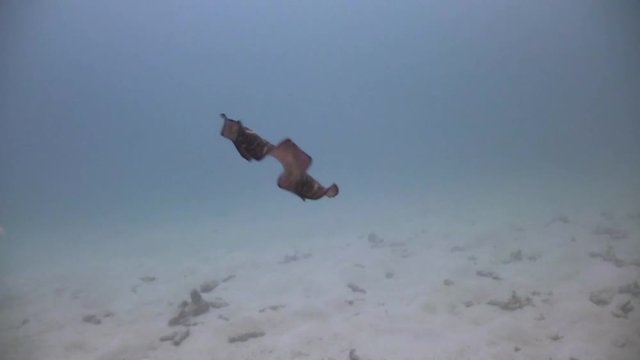 flatworm gliding and swimming through waters to land on sand