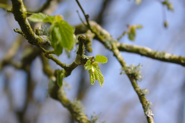 spring leaf buds opening